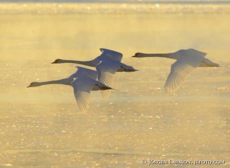 Swans at Skanssundet Sodermanland Sweden