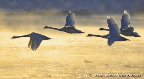 Swans at Skanssundet Sodermanland Sweden