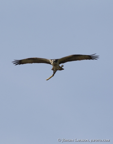 Fiskgjuse Pandion haliaetus