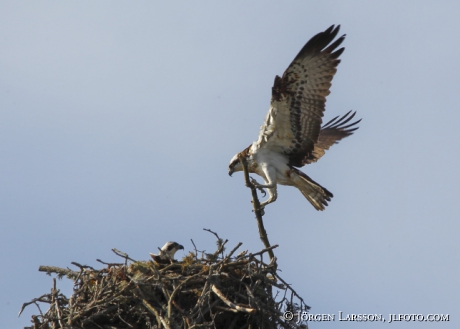 Fiskgjuse Pandion haliaetus