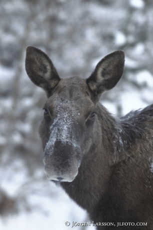 Älg på Mörkö Södermanland Sverige