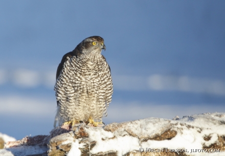 Duvhök Accipiter gentilis Björnlunda Sverige