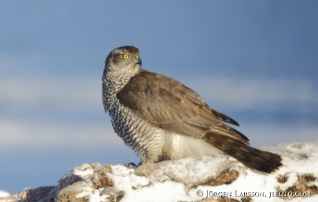 Duvhök Accipiter gentilis Björnlunda Sverige