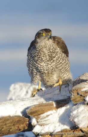 Duvhök Accipiter gentilis Björnlunda Sverige