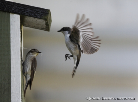 European Pied Flycatcher, Ficedula hypoleuca