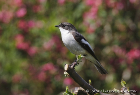 European Pied Flycatcher, Ficedula hypoleuca