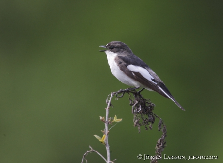 Svartvit flugsnappare Ficedula hypoleuca