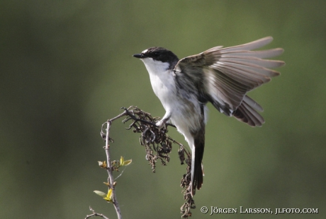 Svartvit flugsnappare Ficedula hypoleuca