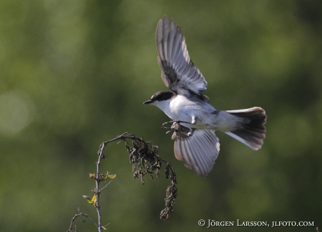 Svartvit flugsnappare Ficedula hypoleuca