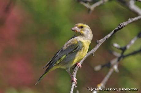 Grönfink Carduelis chloris