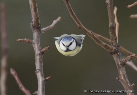 Blue Tit  Parus caeruleus