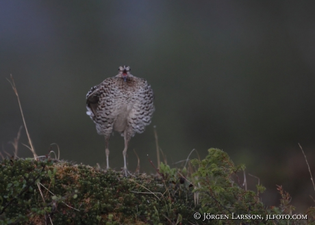 Dubbelbeckasin  Gallinago media