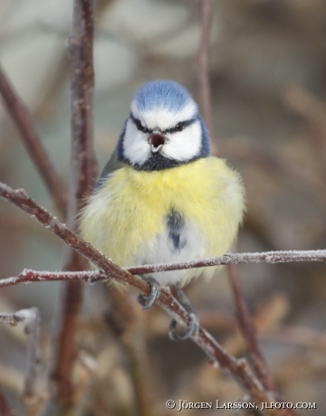 Blue Tit  Parus caeruleus