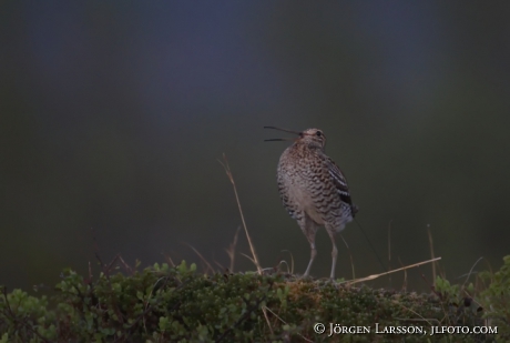 Dubbelbeckasin  Gallinago media