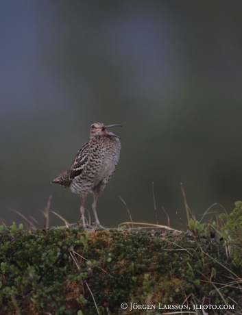 Dubbelbeckasin  Gallinago media