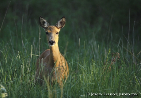 Rådjur Capreolus capreolus 