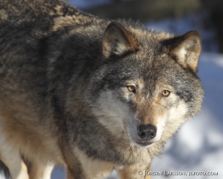 Varg Canis lupus i snölandskap Dalarna Sverige