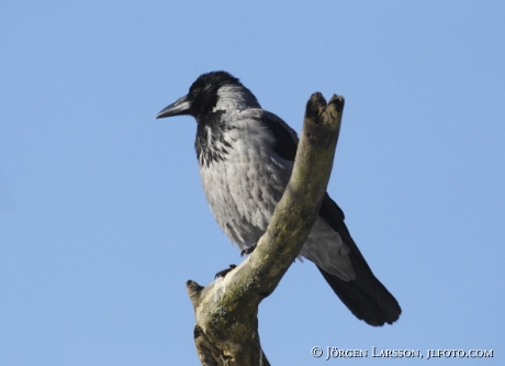 Carrion craw Corvus corone Sweden