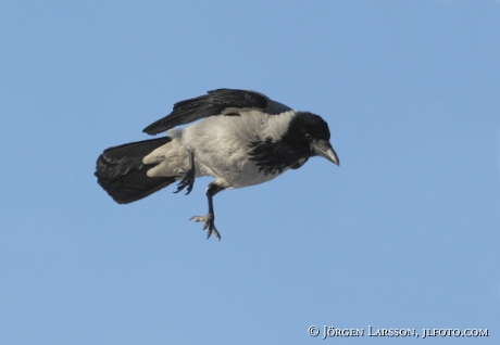 Carrion craw Corvus corone Sweden