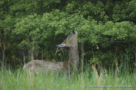 Rådjur Capreolus capreolus