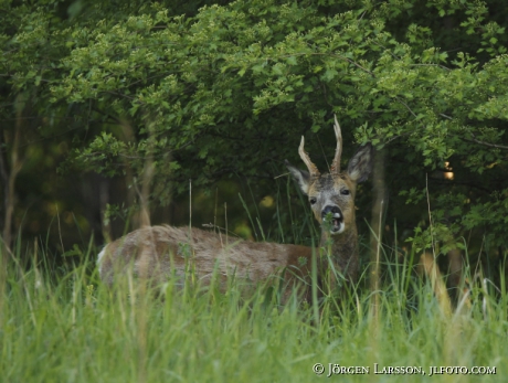 Rådjur Capreolus capreolus