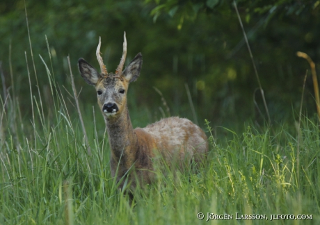 Rådjur Capreolus capreolus