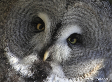 Great grey owl Strix nebulosa 