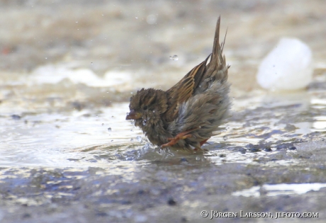 House sparrow Passer domesticus Sweden