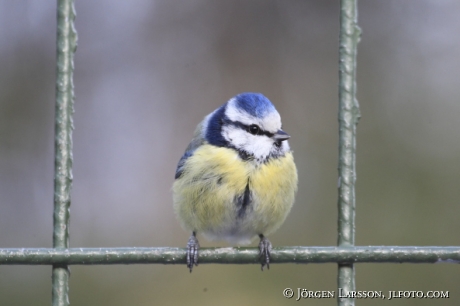 Blue Tit  Parus caeruleus