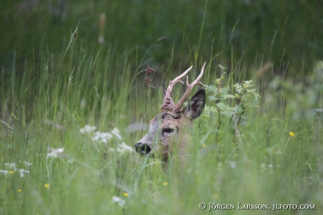 Rådjur Capreolus capreolus