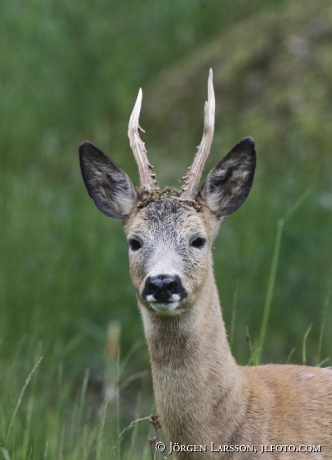 Rådjur Capreolus capreolus