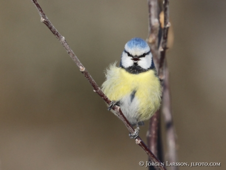 Blue Tit  Parus caeruleus