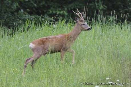 Rådjur Capreolus capreolus