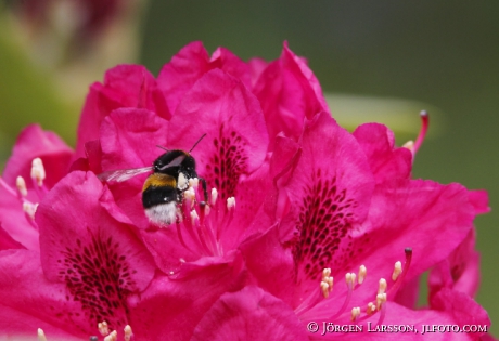 Bumblebee Bombus Rhododendrion