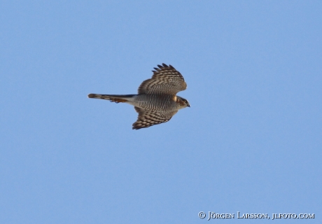 Sparvhök Accipiter nisus Grödinge Södermanland Sverige