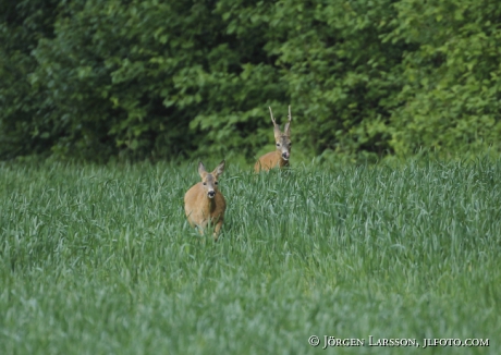 Rådjur Capreolus capreolus