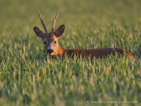 Rådjur Capreolus capreolus