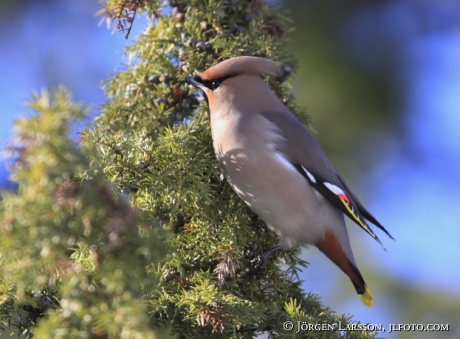 Bohemian waxwing Bombycilla garrulus Sweden