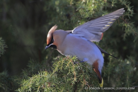 Bohemian waxwing Bombycilla garrulus Sweden