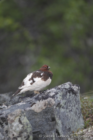 Dalripa Lagopus lagopus