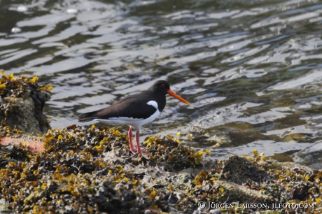 Oystercatcher, haematopus ostralegus