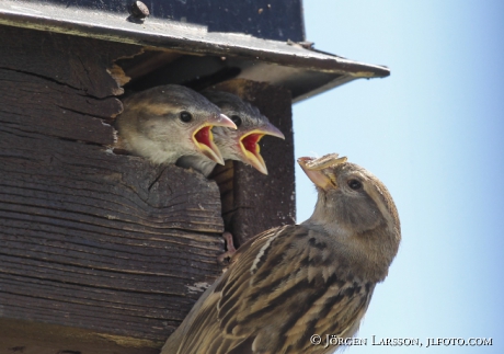 Gråsparv  Passer domesticus 