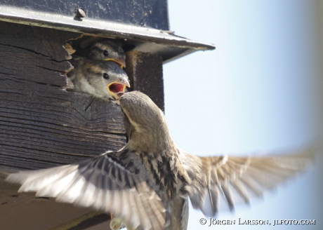 Gråsparv  Passer domesticus 