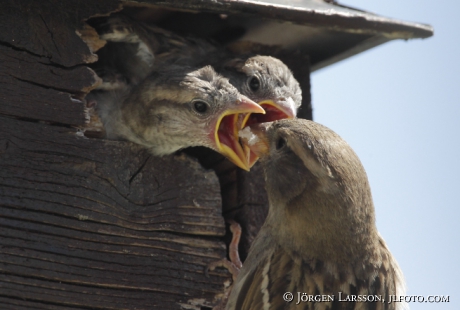 Gråsparv  Passer domesticus 