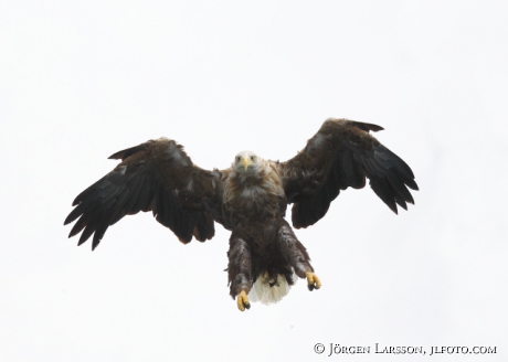 Havsörn Haliaeetus albicilla 