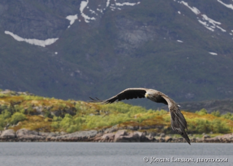 Havsörn Haliaeetus albicilla 