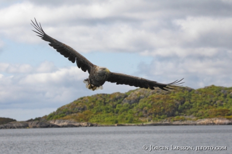 Havsörn Haliaeetus albicilla 