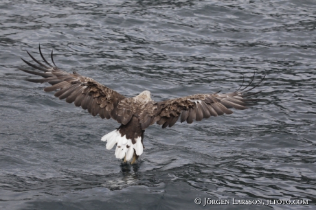 Havsörn Haliaeetus albicilla 