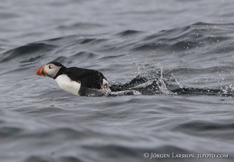 Lunnefågel  Fratercula arctica