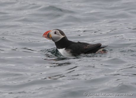 Lunnefågel  Fratercula arctica